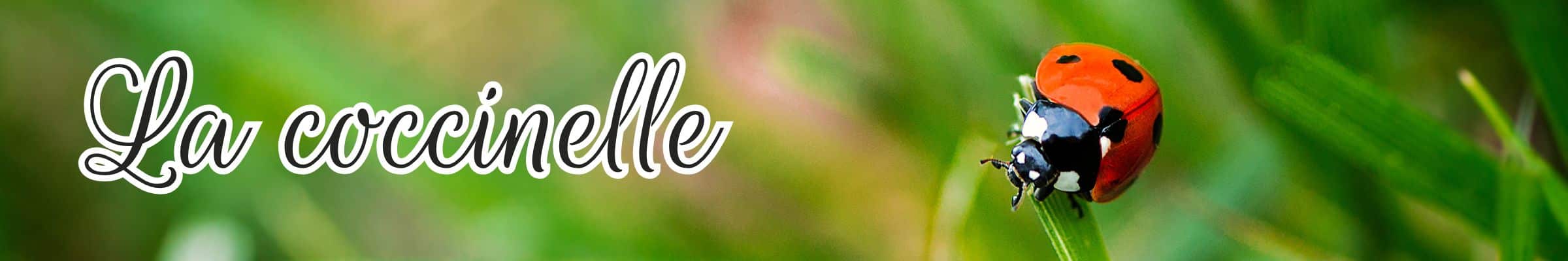 coccinelle animal totem