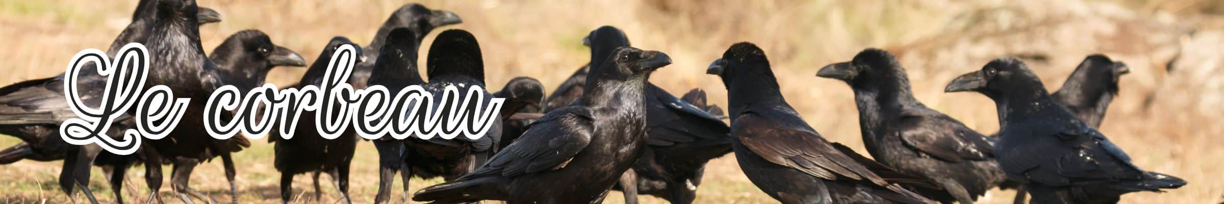 corbeau animal totem