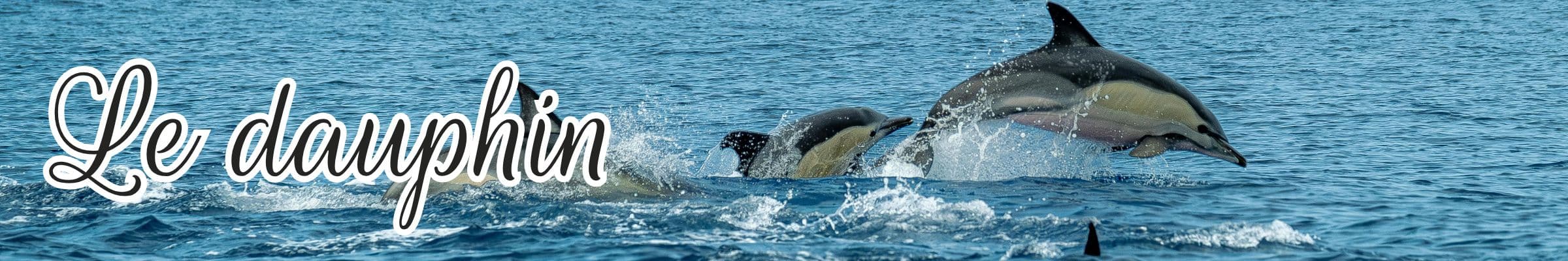 dauphin animal totem