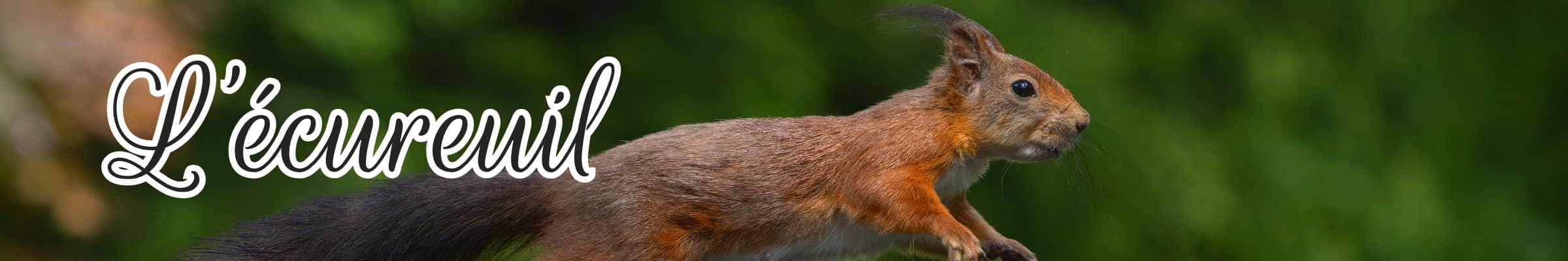 écureuil animal totem
