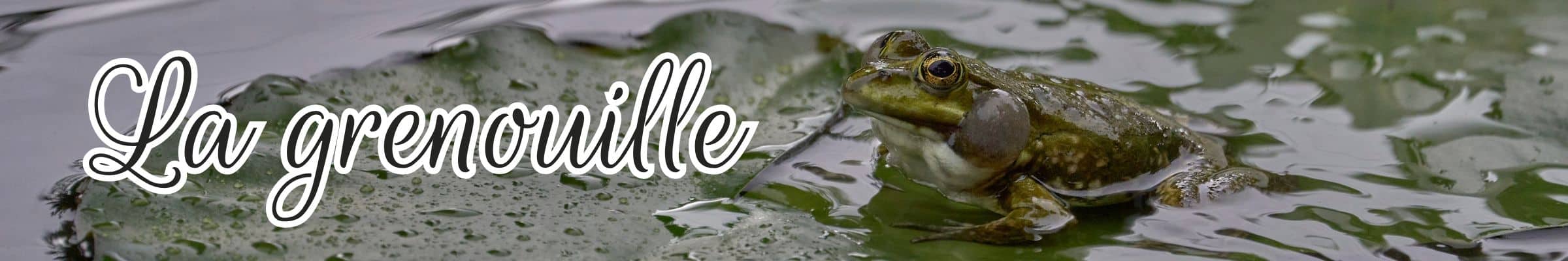 grenouille animal totem