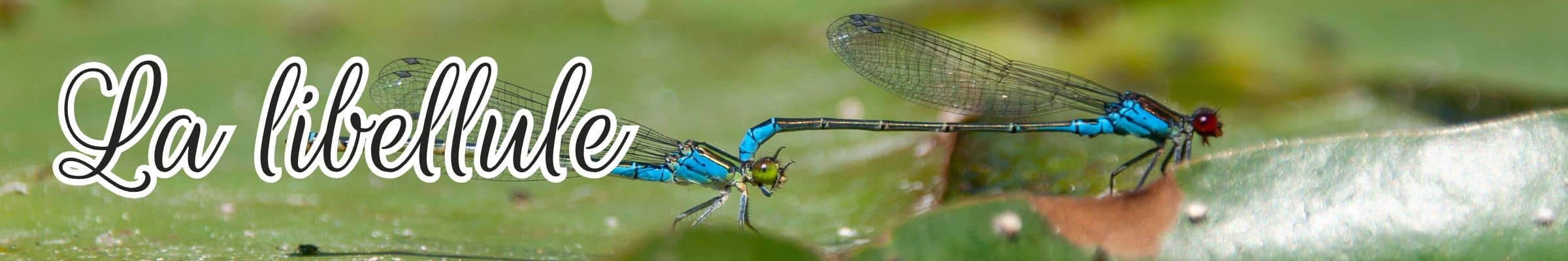 libellule