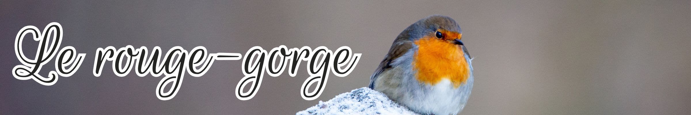 rouge gorge animal totem