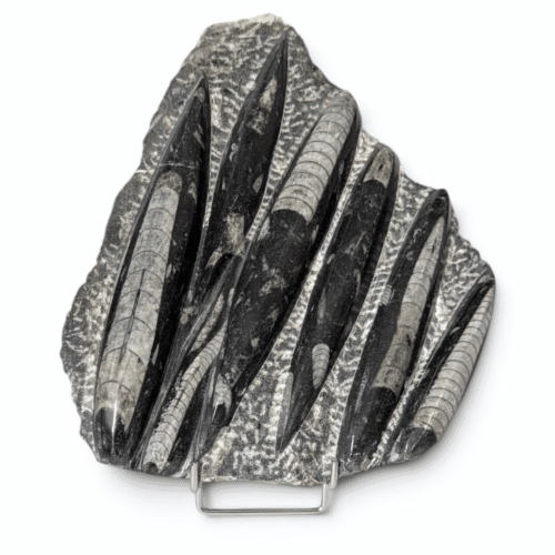 Plaque Orthocéras 17.5X21cm