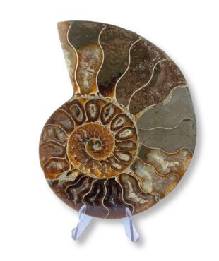 demi-ammonite fossile 11cm