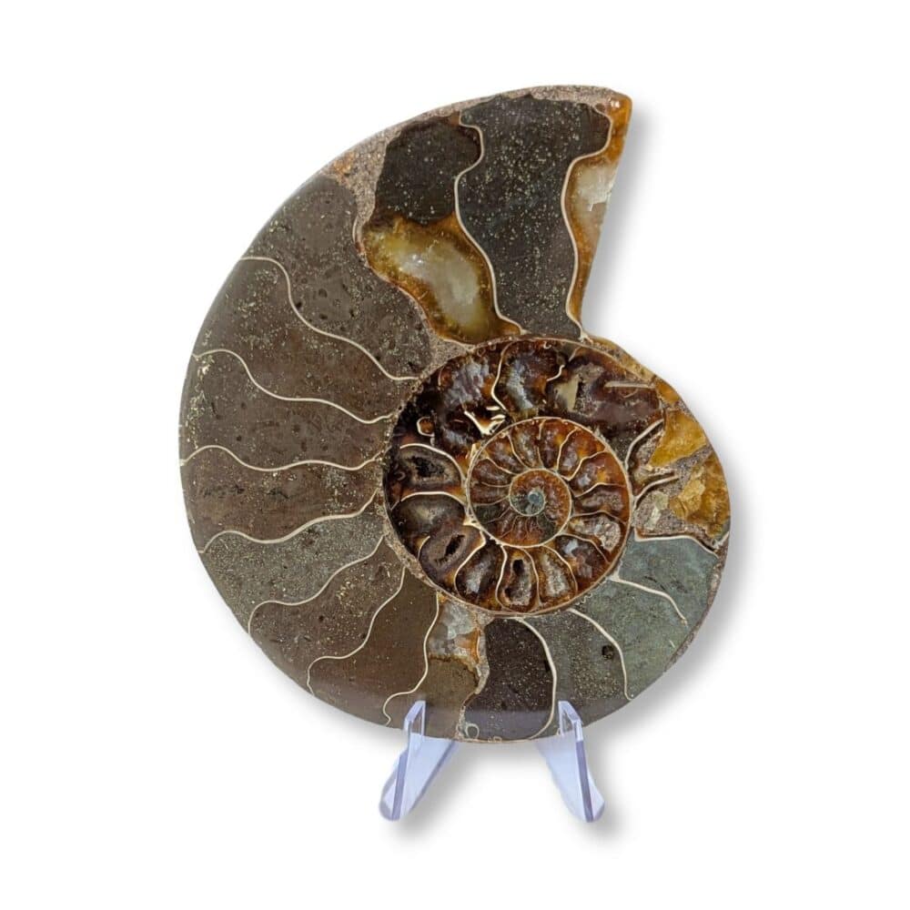 ammonite (l'unité) 11cm