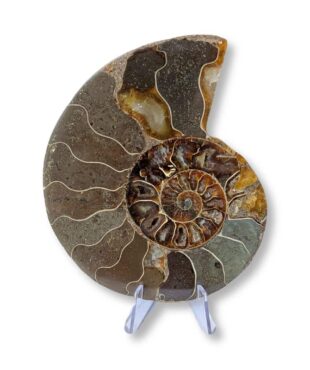 ammonite (l'unité) 11cm