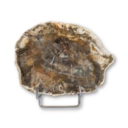 bois fossilisé 13,2x10cm