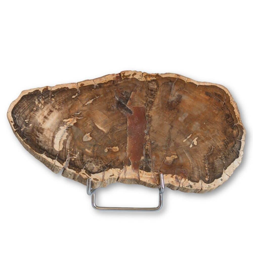 bois fossilisé 18x9cm