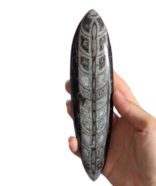 grand orthoceras 18cm