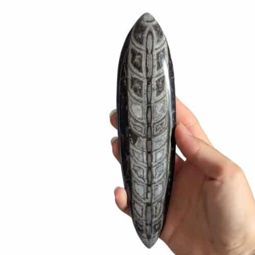 grand orthoceras 18cm