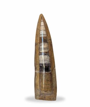 Grande statut orthocéras 18cm fossile