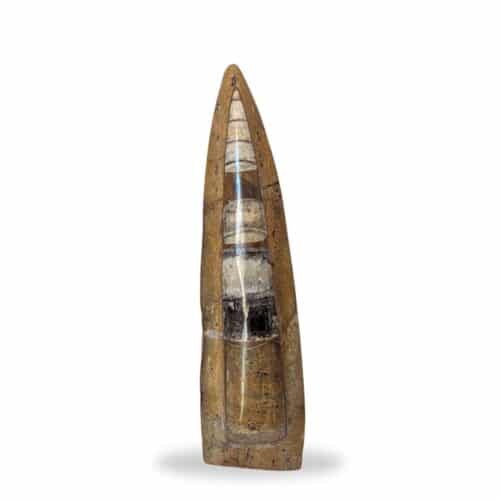 Grande statut orthocéras 18cm fossile