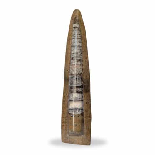 grande statut fossile orthocéras 27cm