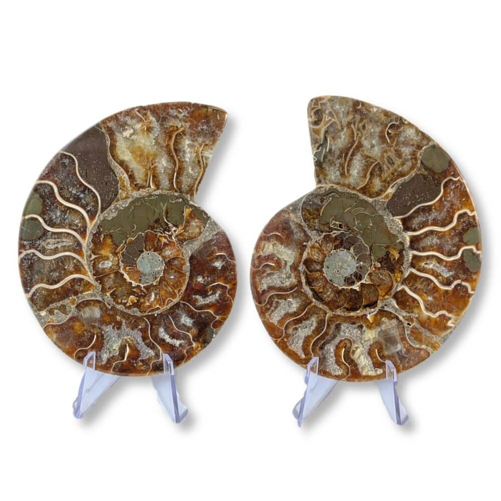 paire ammonite 10cm