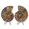 paire ammonite 10cm