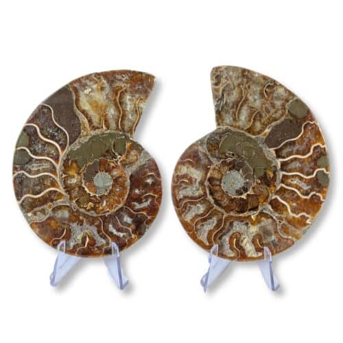 paire ammonite 10cm