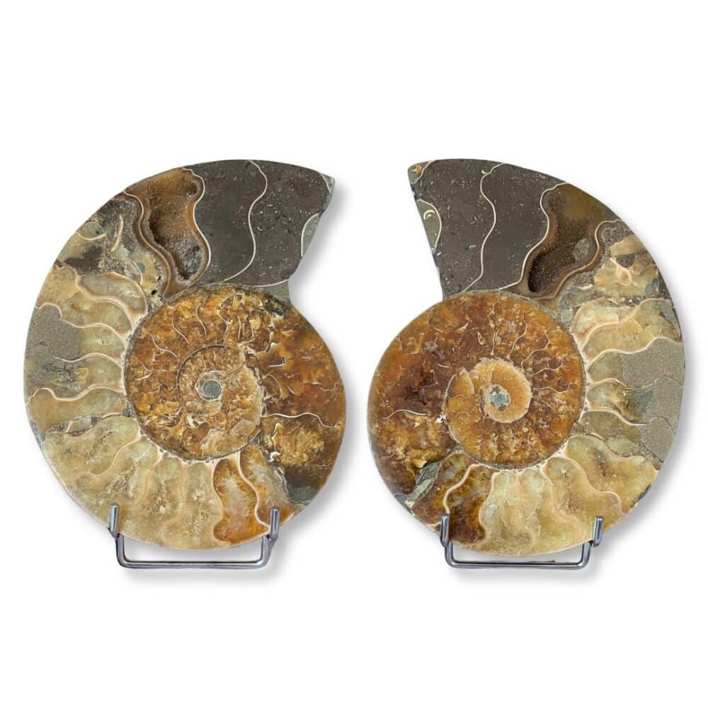 paire ammonite 15cm