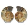 paire ammonite 15cm