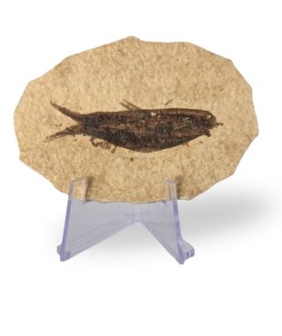 poisson fossile knightia