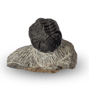tribolite fossile