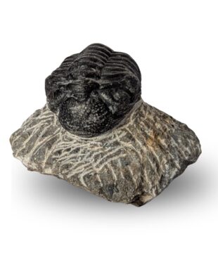trilobite